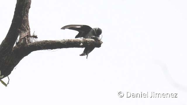 Vencejo Arborícola Bigotudo - ML201942431