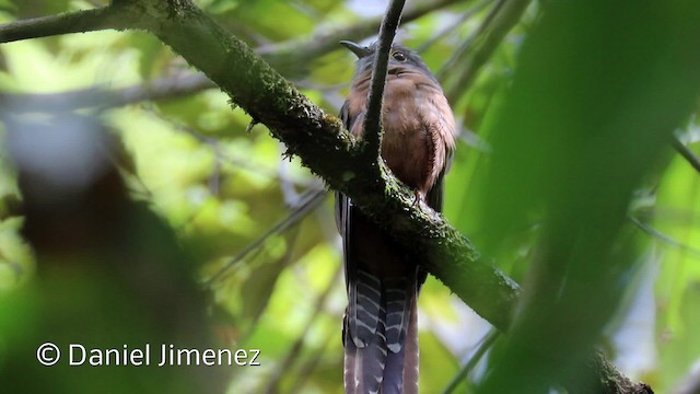 Moluccan Cuckoo - ML201942451