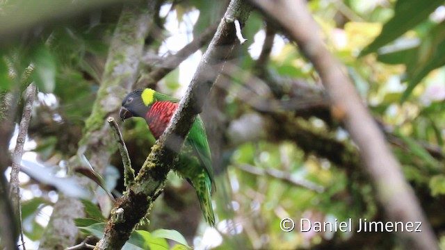 新幾內亞彩虹吸蜜鸚鵡 - ML201942461