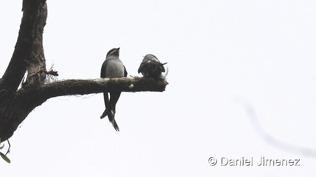 Moustached Treeswift - ML201942471