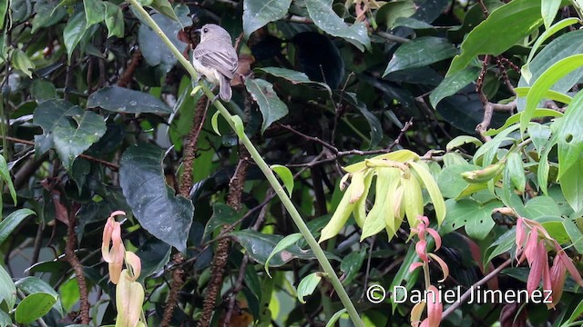 Silbador Cenizo (grupo griseonota) - ML201942481