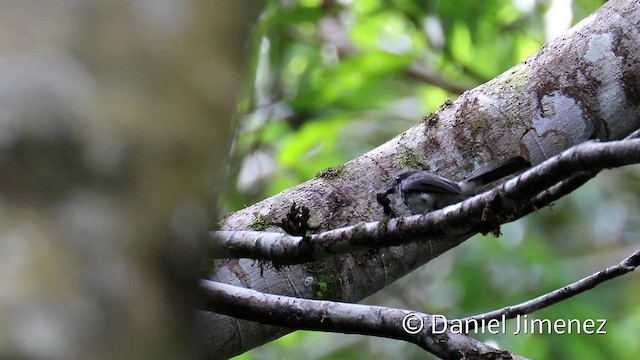 Віялохвістка північна (підвид cinerea) - ML201942491