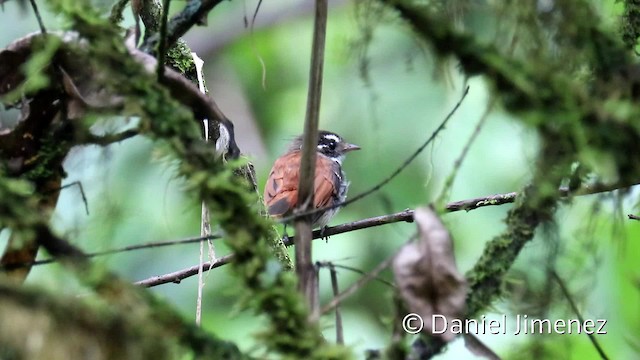 Віялохвістка серамська - ML201942501