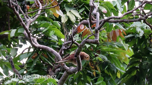 Spotted Kestrel - ML201942511