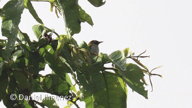 Окулярник серамський - ML201942521