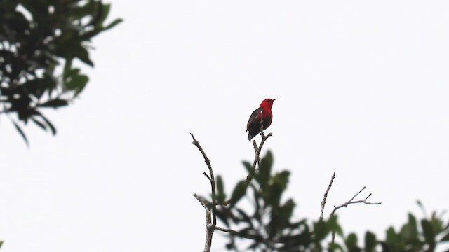 Медовичка вогниста (підвид elisabethae) - ML201942531