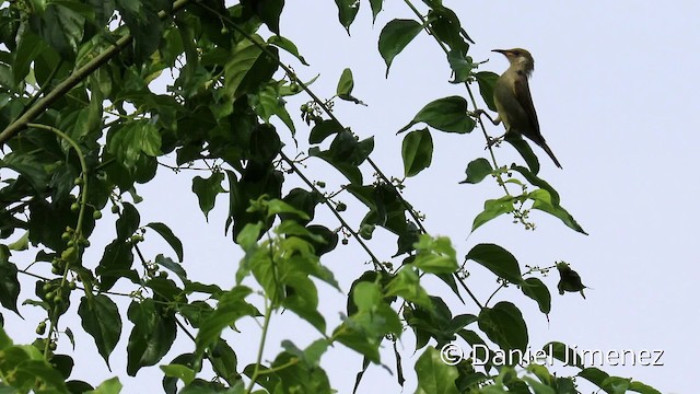 Olive Honeyeater - ML201942551