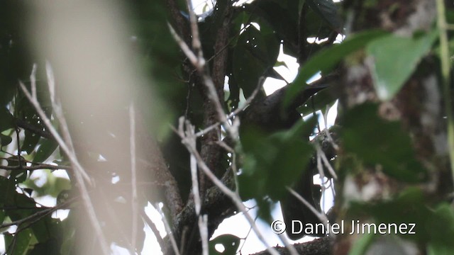 Вивільга серамська - ML201942561