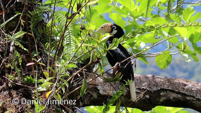 Калао папуанський - ML201942571
