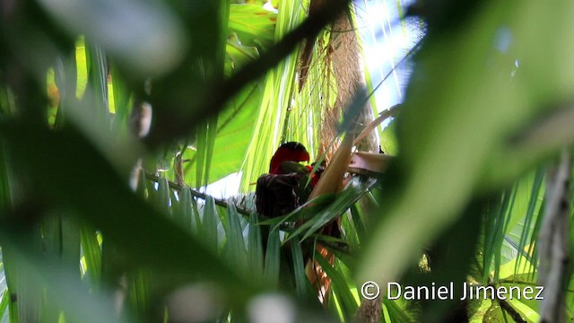 Purple-naped Lory - ML201942581