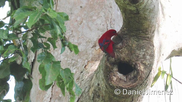 Red Lory - ML201942591