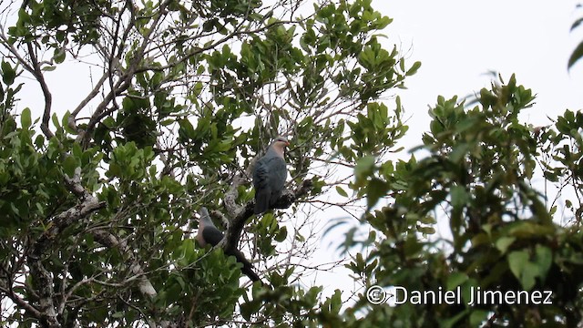 Seram Mountain-Pigeon - ML201942621