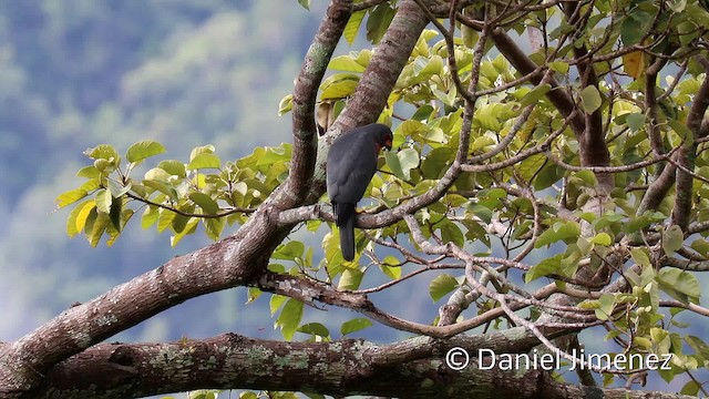 Variable Goshawk (Variable) - ML201942631