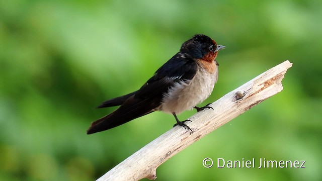 Pacific Swallow - ML201942661