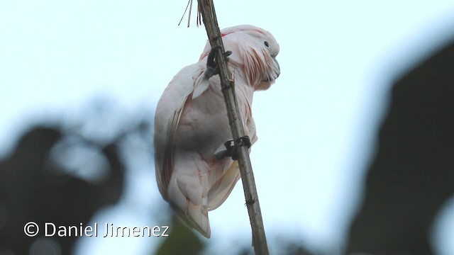 Salmon-crested Cockatoo - ML201942681