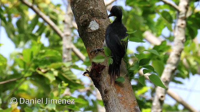 Ashy Woodpecker - ML201942691