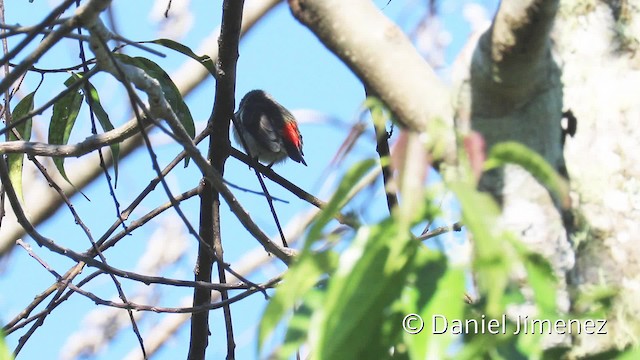 Crimson-crowned Flowerpecker - ML201942751