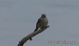  - Swamp Flycatcher