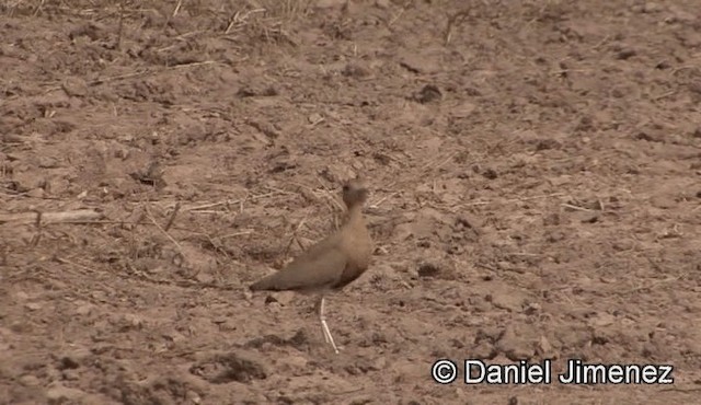 Temminck's Courser - ML201942961