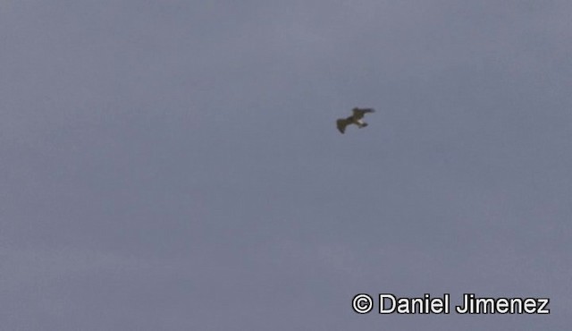 Short-toed Snake-Eagle - ML201943051