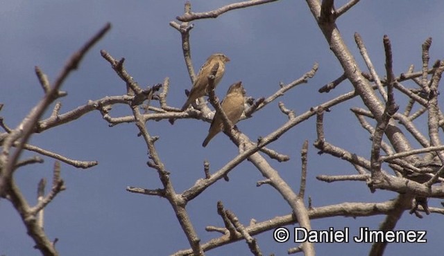 Red-billed Quelea - ML201943091