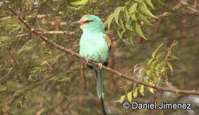 Abyssinian Roller - ML201943131