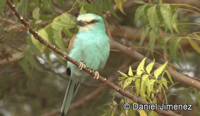 Abyssinian Roller - ML201943141