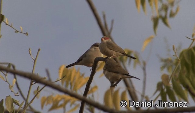 Black-rumped Waxbill - ML201943161