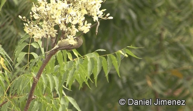 Copper Sunbird - ML201943171