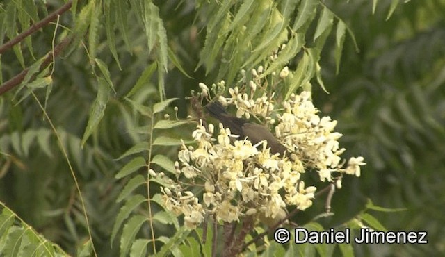 strdimil nádherný (ssp. pulchellus) - ML201943191