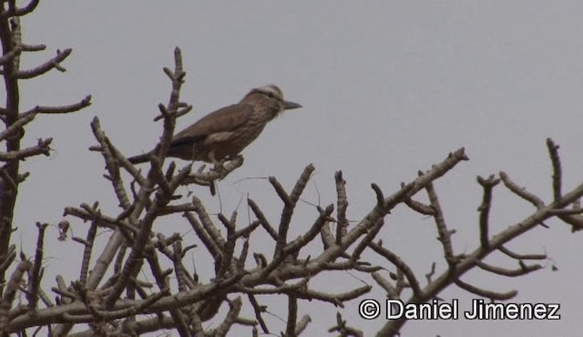 Rufous-crowned Roller - ML201943221