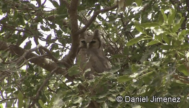 Verreaux's Eagle-Owl - ML201943261