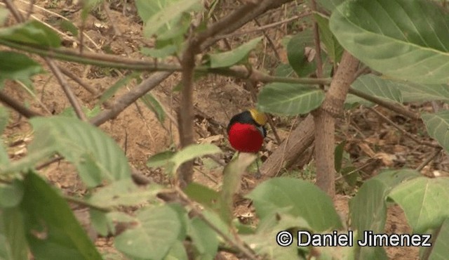 Yellow-crowned Gonolek - ML201943291