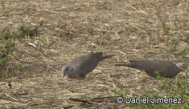 Mourning Collared-Dove - ML201943301