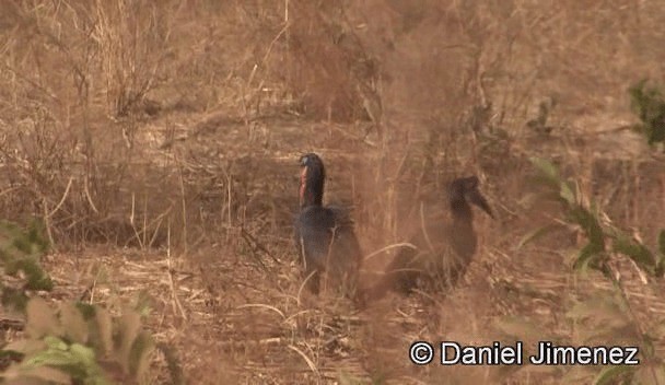 Abyssinian Ground-Hornbill - ML201943371