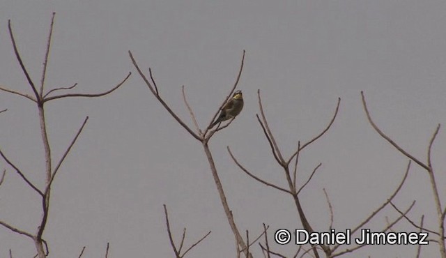 European Bee-eater - ML201943381