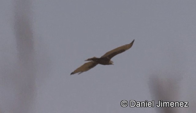 Brown Snake-Eagle - ML201943401