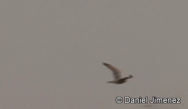 Grasshopper Buzzard - ML201943411