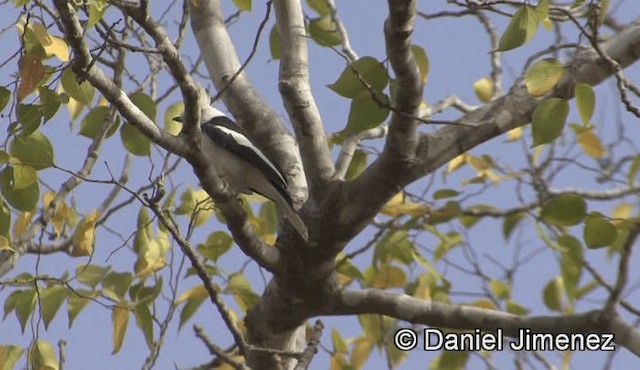 White-crested Helmetshrike (Long-crested) - ML201943421