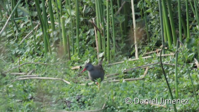 Bogota Rail - ML201943441