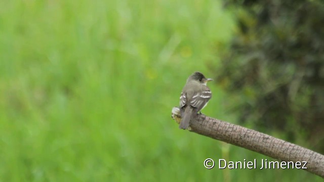 Eastern Wood-Pewee - ML201943481