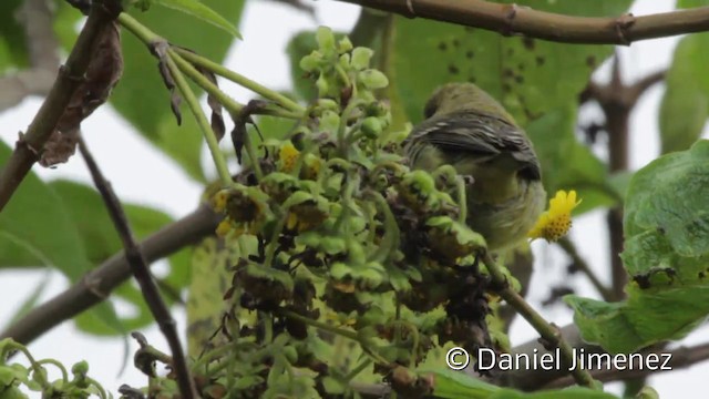 Lesser Goldfinch - ML201943511