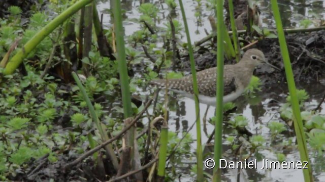 Solitary Sandpiper - ML201943531