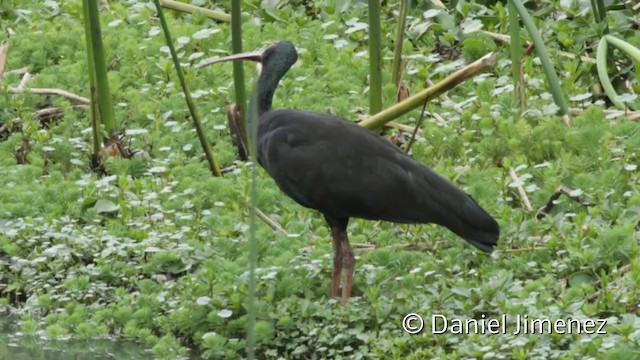 rødmaskeibis - ML201943591