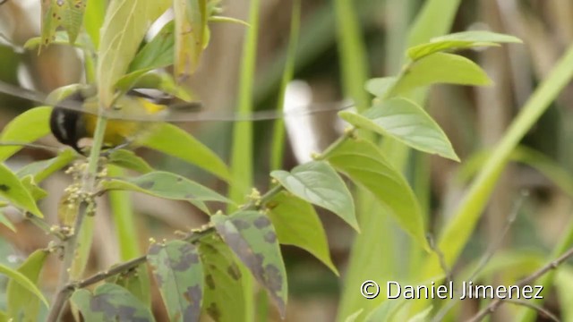 Bananaquit (Continental) - ML201943601