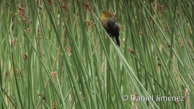 Yellow-hooded Blackbird - ML201943631