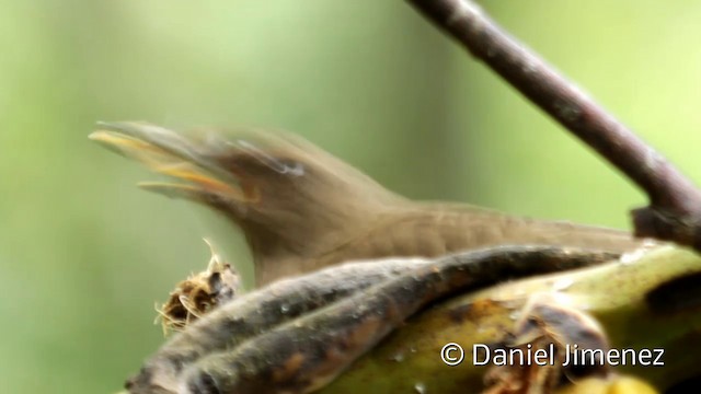 Black-billed Thrush (Drab) - ML201943661