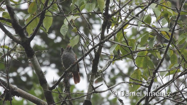 Bar-crested Antshrike - ML201943691