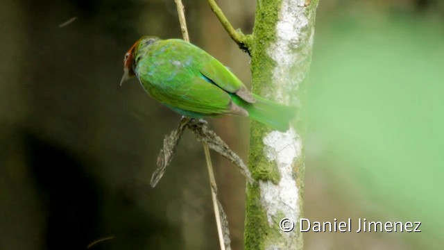 Calliste rouverdin (groupe albertinae) - ML201943701