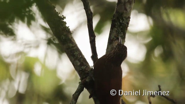 Cocoa Woodcreeper (Lawrence's) - ML201943751